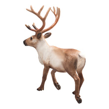 Sob Animal Planet 4